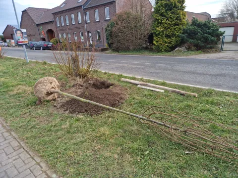 Baumpflanzaktion Schiefbahner Straße Willich 02 2025