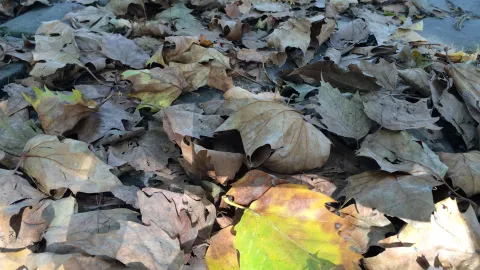 Herbstlaub in Sonne Symbolbild 