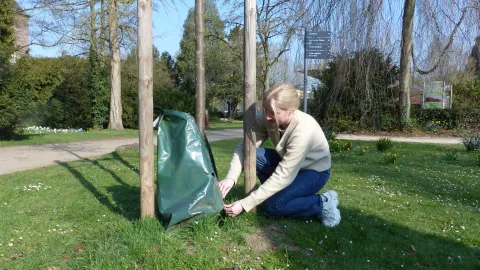 Eine Frau beim befestigen eines Baumbewässerungssackes an einem jungen Baum