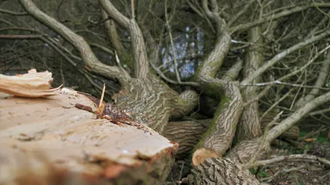 Gefällter Baum  