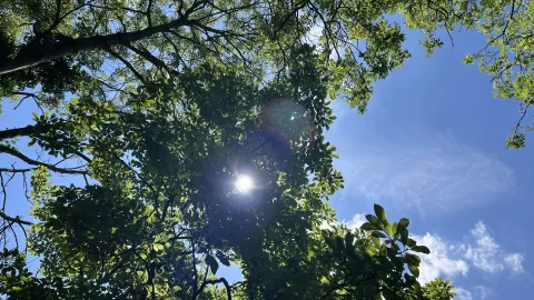 Blick in Baumkrone Himmel und Sonne 