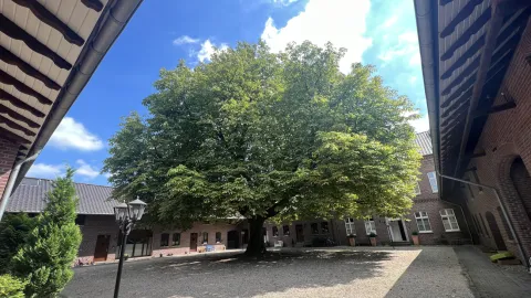 Blick in den Innenhof des Klapdorhofes mit gewaltiger Kastanie