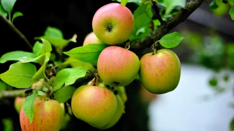 Äpfel am Baum 