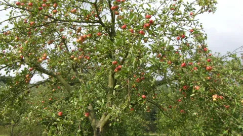 Obstbaum 