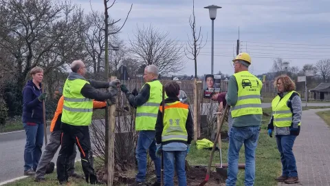 Baumpflanzaktion Schiefbahner Straße Willich 02 2025